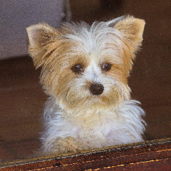 Melba