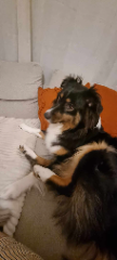 Salsa
