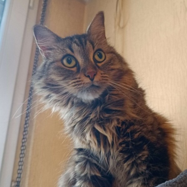 Choupette
