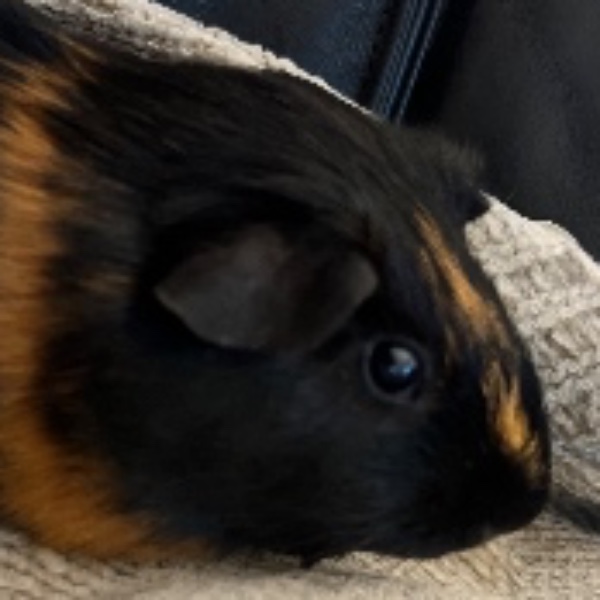 Cookie