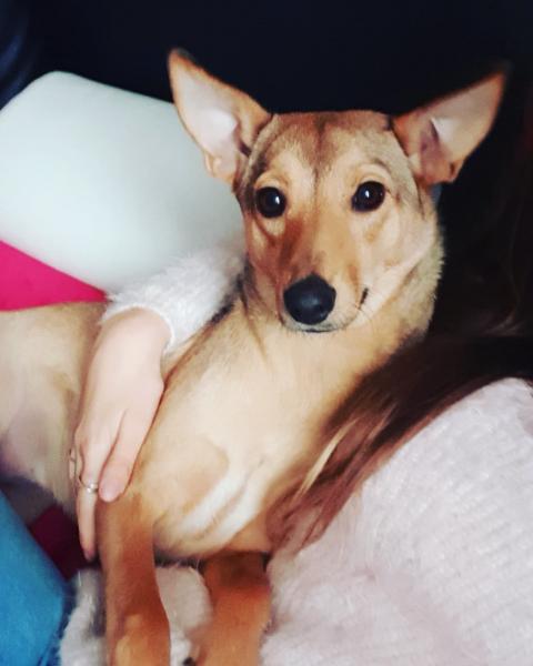 Niki