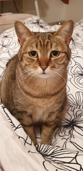 Totoro