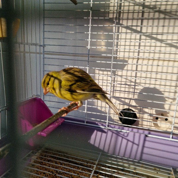 Amarante