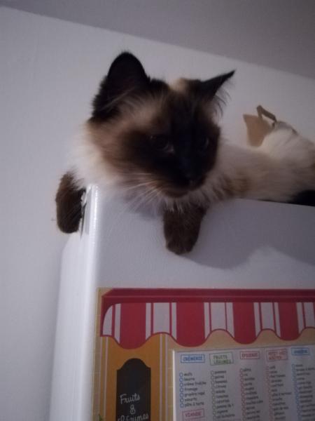 kitty