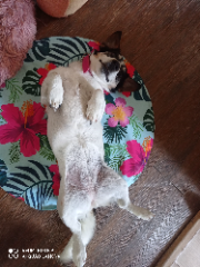 Louna