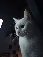 Tom