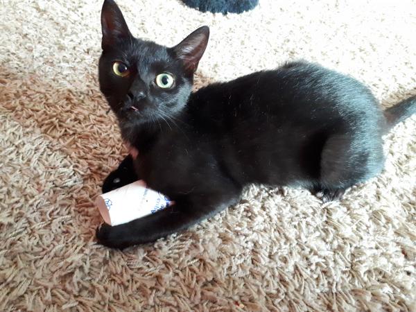 NALA