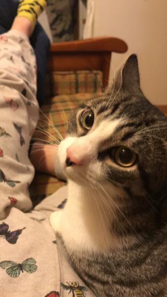 Moowgly
