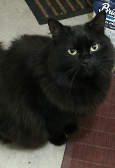 Frimousse
