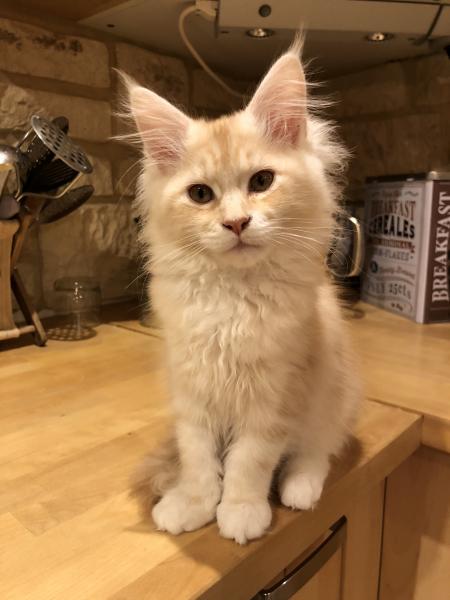 Nala