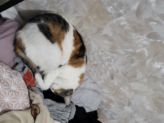 Minette
