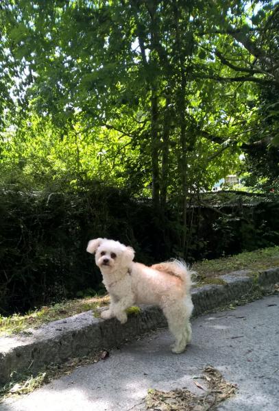 Canelle