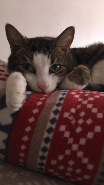 Kira