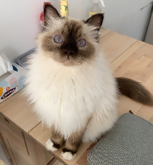 Ramses