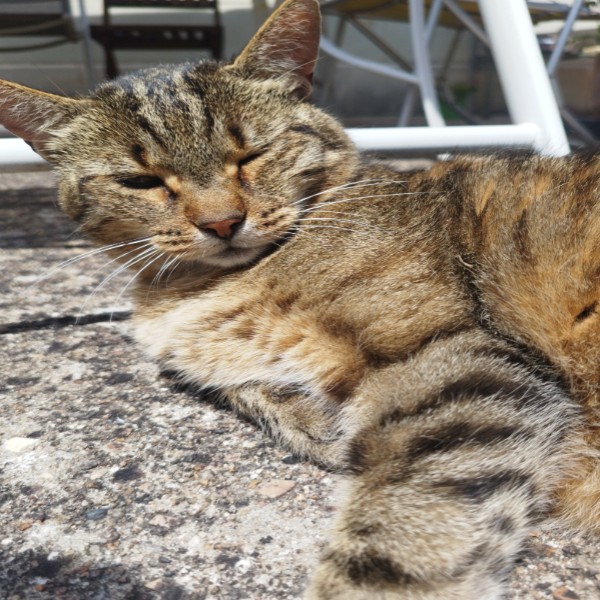 Tigrette