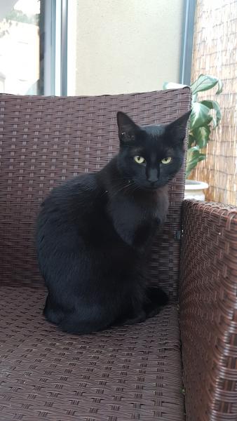 Mowgli