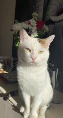 Floki
