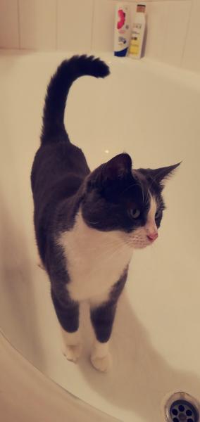 Nala