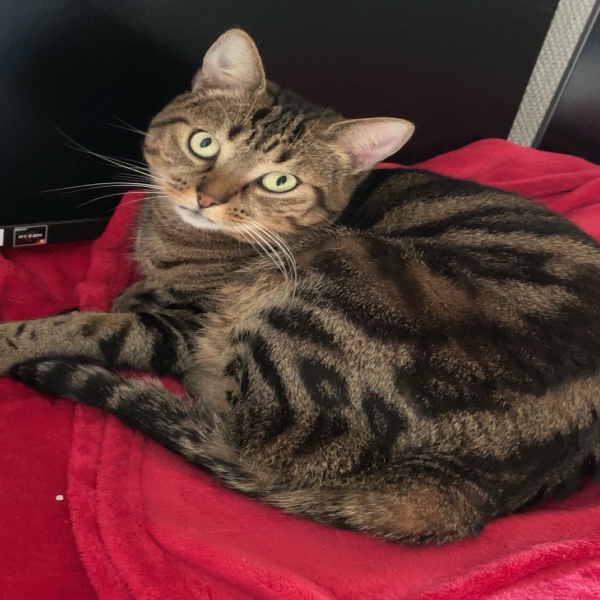 Suki