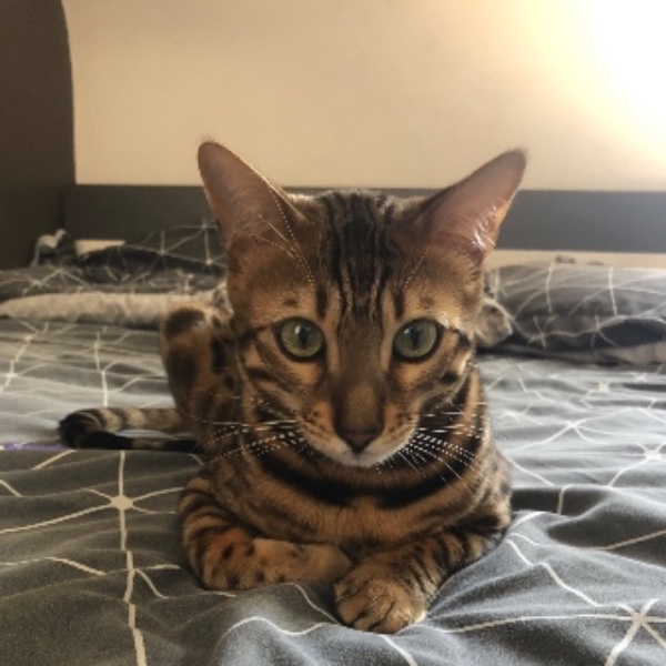 Rasmus