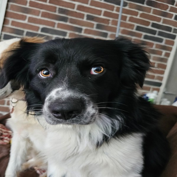 Taïko
