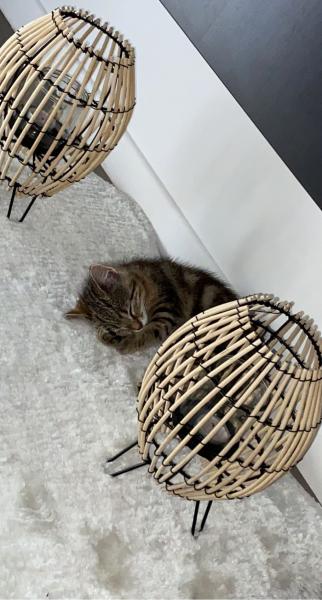 NALA