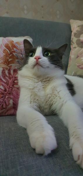 Minette