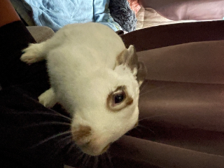 Lilou