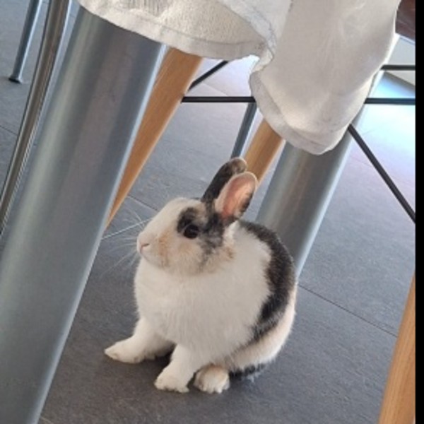 Praline