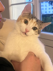 Cannelle