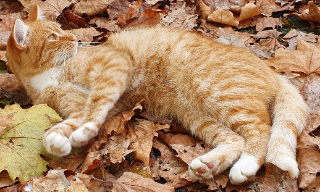 Tigrou