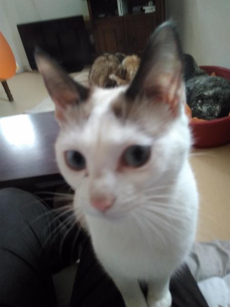 opale