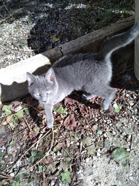 O'Malley
