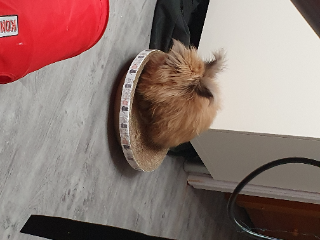 Panette