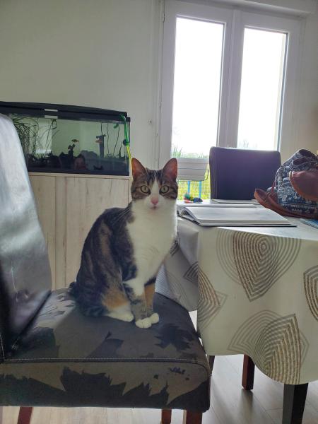 Niébé