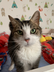 Maru