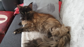 Néa