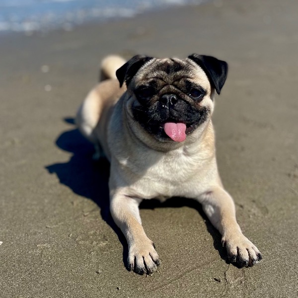 Gus