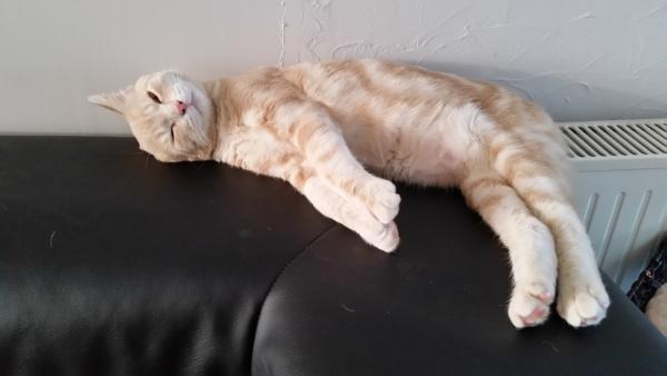 Caramel