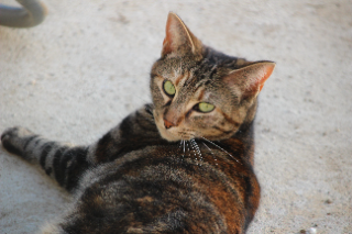 Arya