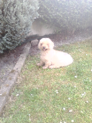 Peukssy