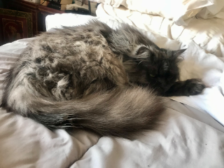 Lulu