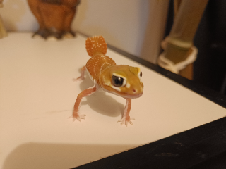 Poupounette