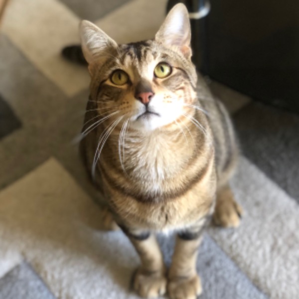 Simba