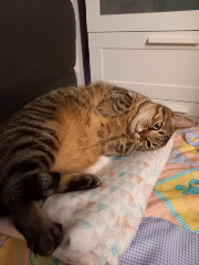 Simba