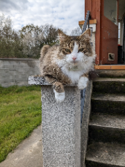 Ferdinand