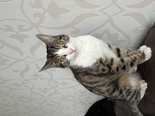 Ninouch