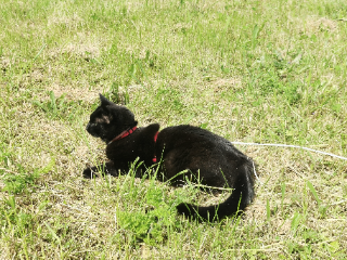 Noa