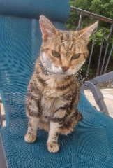 Missy