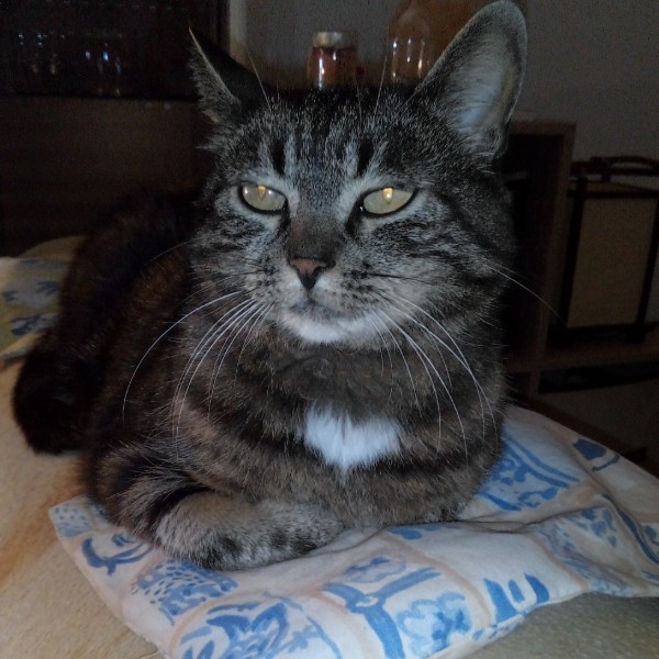 Minette